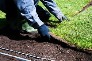 Murdock Sod Installation & Removal Service fortmyerslandscaping sod 04