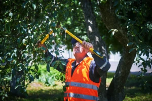 Rotonda West Tree Pruning Service fortmyerslandscaping tree pruning 01