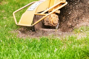 Fort Myers Stump Grinding & Removal Company fortmyerslandscaping tree stump 03