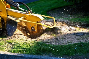 Fort Myers Stump Grinding & Removal Company fortmyerslandscaping tree stump 05