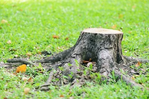Murdock Tree Service fortmyerslandscaping trees 06