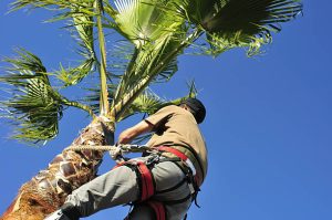 Rotonda West Tree Pruning Service palm1 300x199