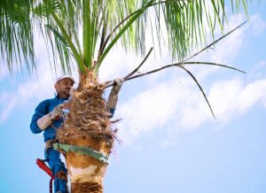 Rotonda West Tree Pruning Service palm2 300x218