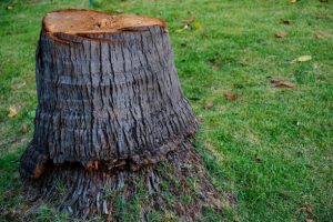 Fort Myers Stump Grinding & Removal Company stump 300x200