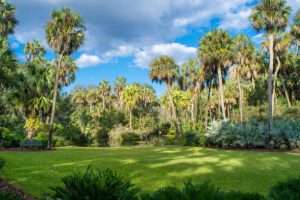 Murdock Tree Service trees1 300x200
