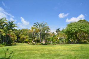 Murdock Tree Service trees2 300x200