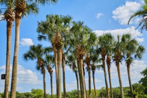 Murdock Tree Service trees3 300x200