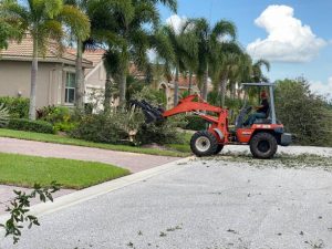 Murdock Tree Service trees4 300x225