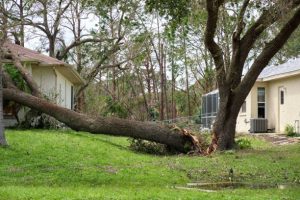 Murdock Tree Removal Company trees7 300x200