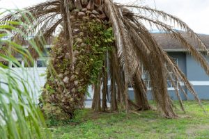 Murdock Tree Removal Company trees8 300x200