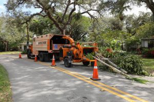 Murdock Tree Removal Company trees9 300x200
